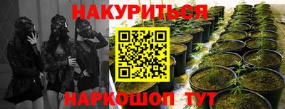 шишки Аргун