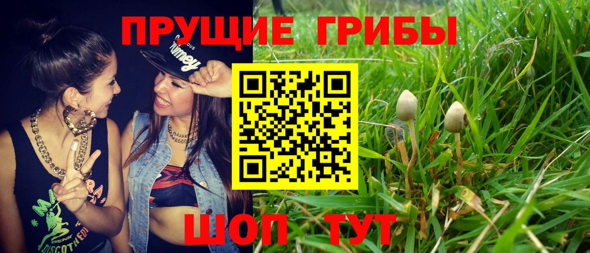 Псилоцибиновые грибы GOLDEN TEACHER  Вход с VPN  Пушкино  Галлюциногенные грибы GOLDEN TEACHER 