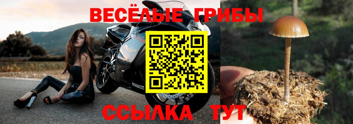 Галлюциногенные грибы прущие грибы  Пушкино  Псилоцибиновые грибы Cubensis 